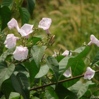 Ipomoea carnea Jacq.